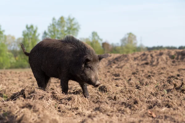 Vildsvin searhing mat på fältet — Stockfoto