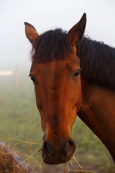 Braunes Pferd frisst Gras am Sommermorgen — Stockfoto