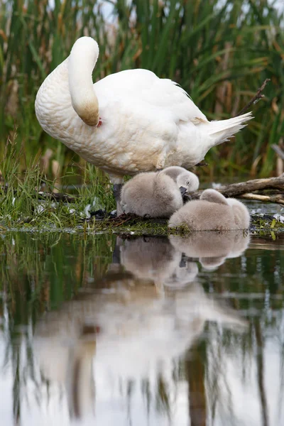 Mute swan family evening hygiene — Stock Photo, Image