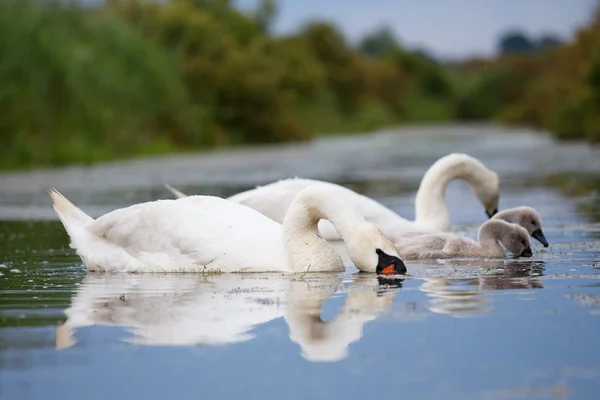 Mute swan family eating — Stock Photo, Image