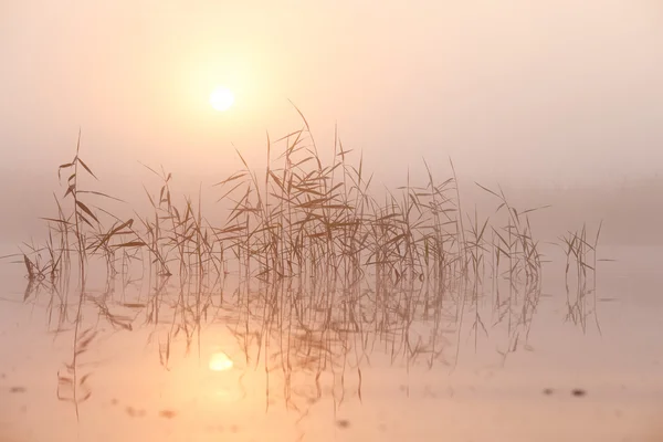 Niebla matinal de verano en el lago Imágenes de stock libres de derechos