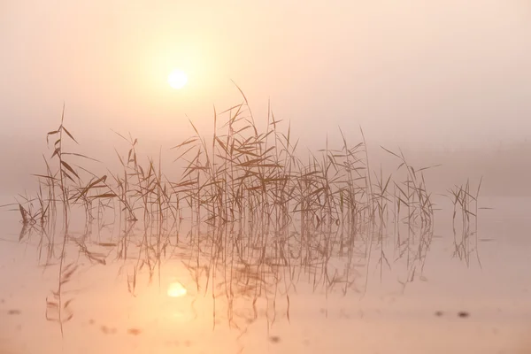 Zomer ochtend mist op lake Rechtenvrije Stockafbeeldingen