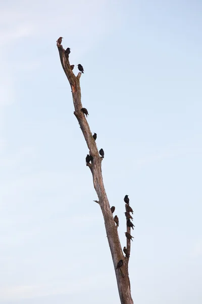 Estorninhos na árvore morta — Fotografia de Stock