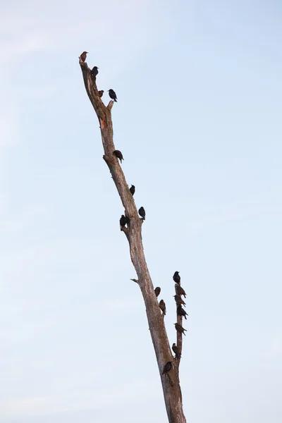 Estorninos en el árbol muerto —  Fotos de Stock