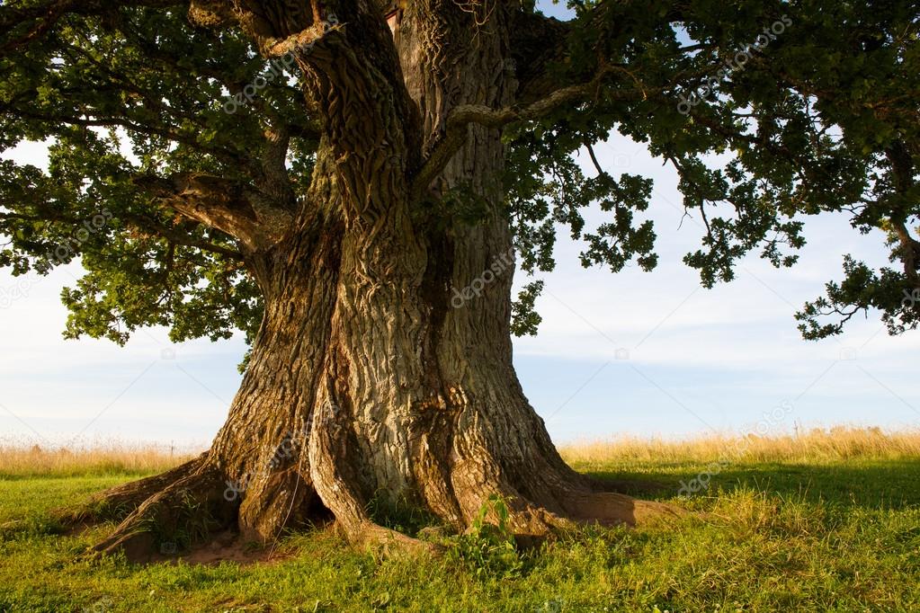 Stem of grand oak in Urvaste, Estonia