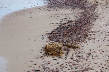 kabuk plaj dalgalar ile