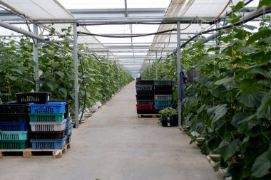 Salatalıklar gelişmiş bir Litvanya serasında hasat için hazırlandı..