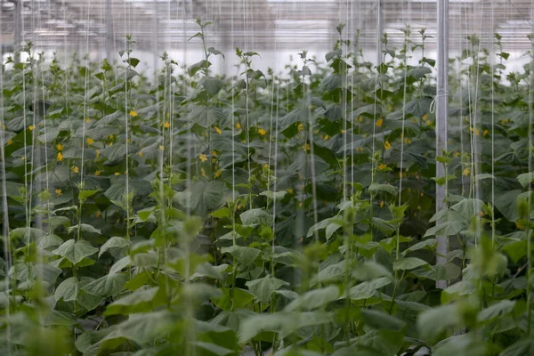 Pepinos Preparados Para Colheita Numa Estufa Lituana Avançada — Fotografia de Stock