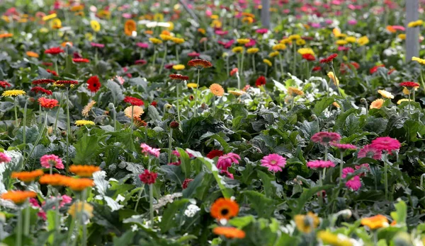 リトアニアの大きな温室でカラフルな花 — ストック写真