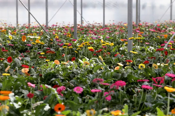 Bunte Blumen Einem Großen Litauischen Gewächshaus — Stockfoto