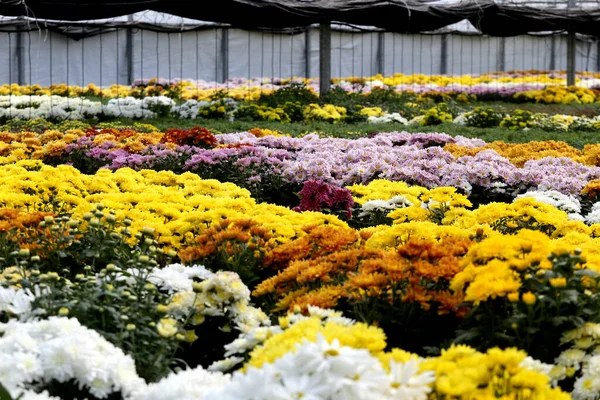 Flores Coloridas Uma Grande Estufa Lituana — Fotografia de Stock