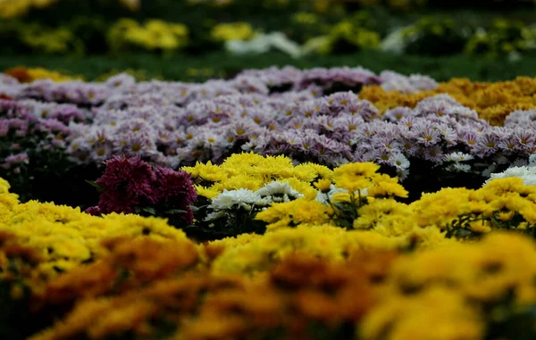 Colorful Flowers Large Lithuanian Greenhouse — Stock Photo, Image