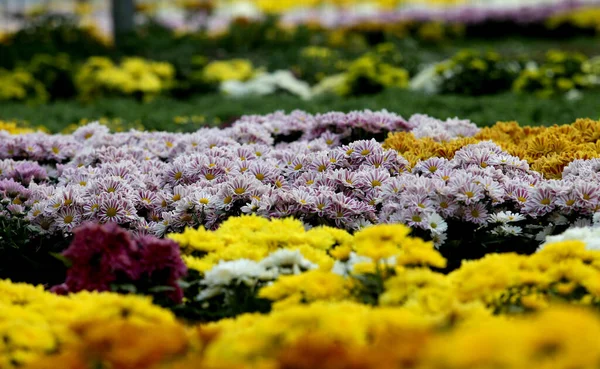 Bunga Berwarna Warni Rumah Kaca Lithuania Besar — Stok Foto