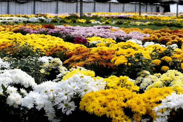 Flores Coloridas Uma Grande Estufa Lituana — Fotografia de Stock
