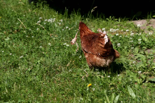 Primăvară Găină Prins Broască Afară Pajişte — Fotografie, imagine de stoc