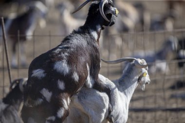 Keçi sürüsü mera üzerinde. Çiftlik hayvanları sürüsü mera üzerinde.