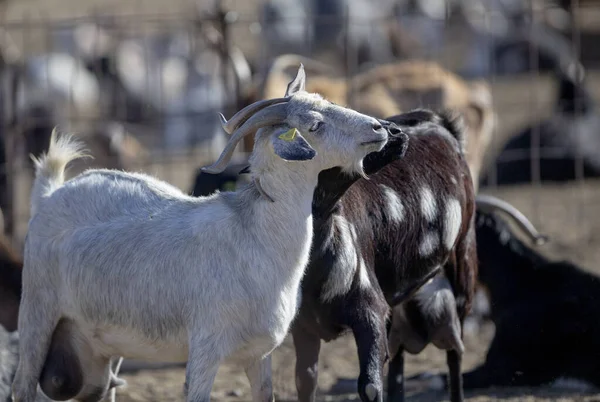 Manada Cabras Pasto Rebaño Animales Granja Pastos — Foto de Stock