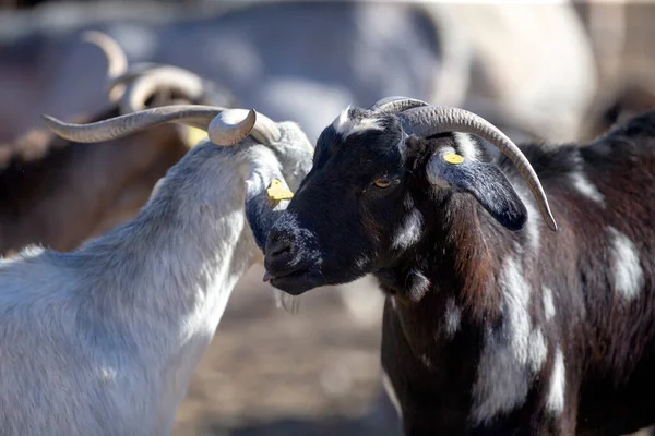 Manada Cabras Pasto Rebaño Animales Granja Pastos — Foto de Stock