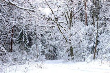 Kış yolu taze karla kaplı, Litvanya