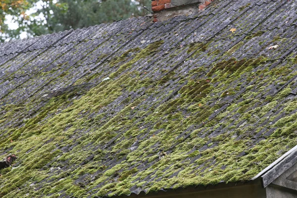 Musgo Verde Sobre Tejas Pizarra — Foto de Stock