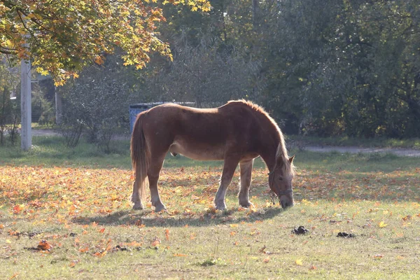 Cavalos Comendo Progresso Campo — Fotografia de Stock