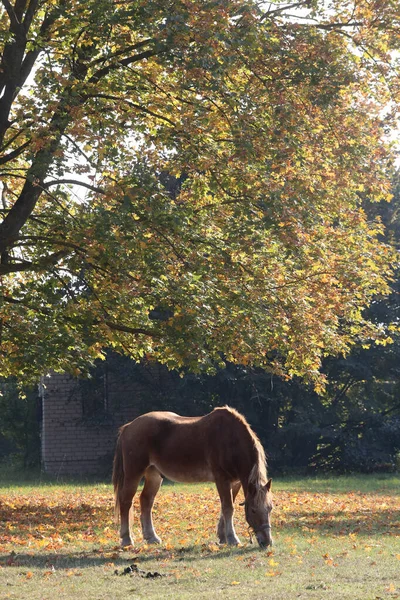 Pferde Fressen Auf Dem Feld — Stockfoto