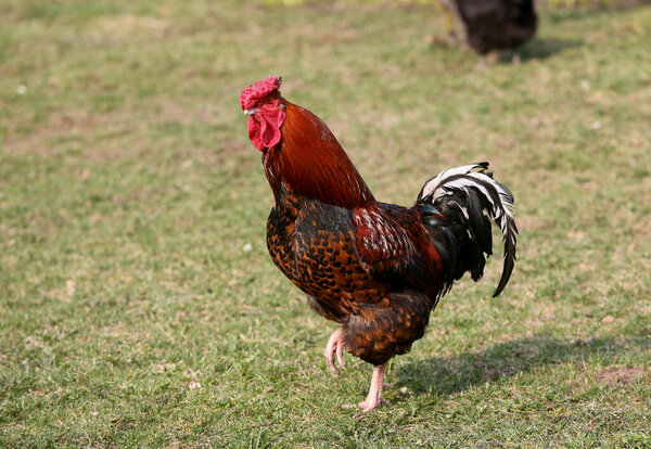 A beautiful colorful cock in the farm yard