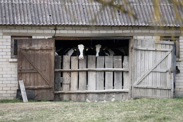 Calves in black and white behind the barn door in an old farm in Lithuania