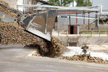 Kedainiai şeker fabrikası. Nordic Sugar 19 09 2016