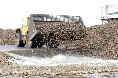 Kedainiai şeker fabrikası. Nordic Sugar 19 09 2016