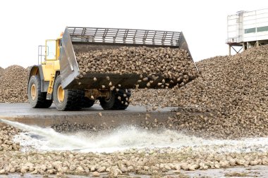 Kedainiai şeker fabrikası. Nordic Sugar 19 09 2016