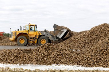 Kedainiai şeker fabrikası. Nordic Sugar 19 09 2016