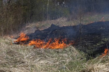 bir ot yangın ya da yangın vahşi çalı