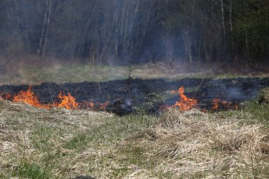 bir ot yangın ya da yangın vahşi çalı