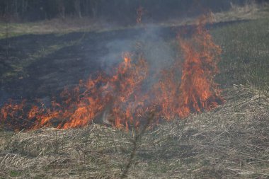 bir ot yangın ya da yangın vahşi çalı
