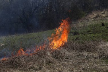 bir ot yangın ya da yangın vahşi çalı