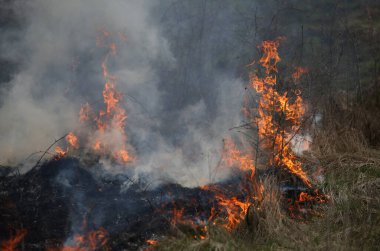 bir ot yangın ya da yangın vahşi çalı