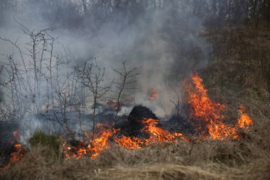 bir ot yangın ya da yangın vahşi çalı