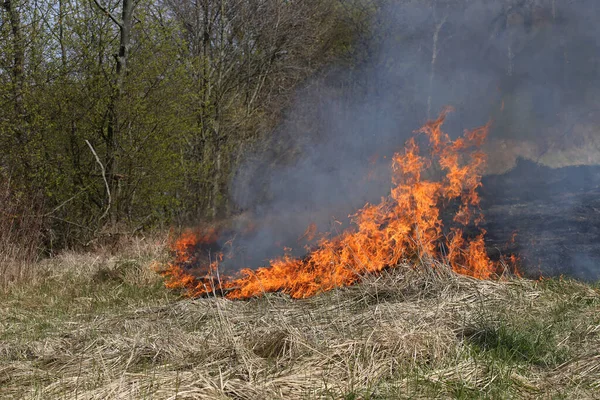 草の火または野生の火のブッシュ — ストック写真