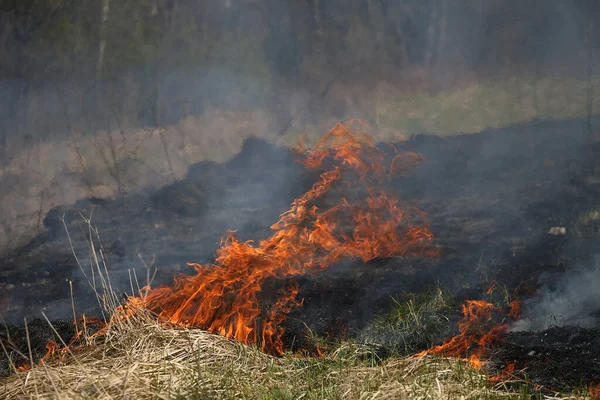 草火或布什在野外火灾 — 图库照片