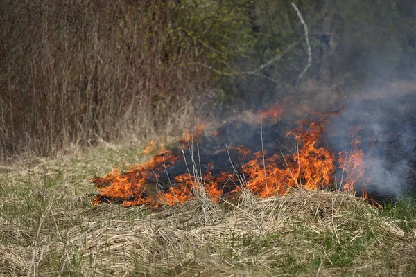 Grass Fire Bush Fire Wild — Stock Photo, Image