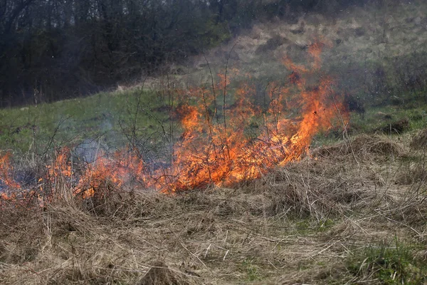 Пожар Траве Кустарник Дикой Природе — стоковое фото