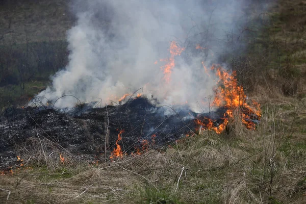 Ett Gräs Eld Eller Buske Eld Naturen — Stockfoto