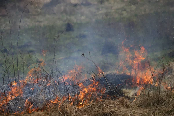 草火或布什在野外火灾 — 图库照片