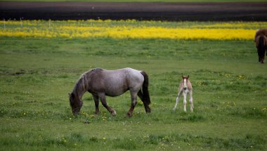 Genç taylar atlarıyla çayırda otluyor.
