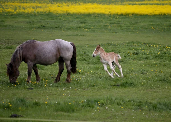 Jóvenes Potros Pastan Prado Con Sus Caballos — Foto de Stock