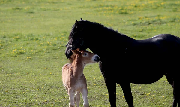 Les Jeunes Poulains Paissent Dans Prairie Avec Leurs Chevaux — Photo