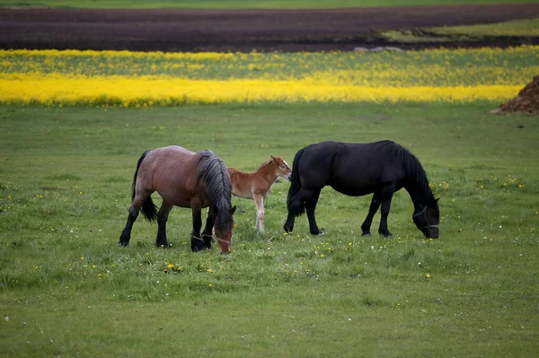 Junge Fohlen Grasen Mit Ihren Pferden Auf Der Weide — Stockfoto
