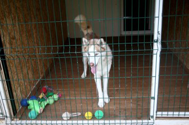 Köpek oteli, havuzlu, bireysel havyarlar. Kedainiu Bölgesi Litvanya 07 26 2017