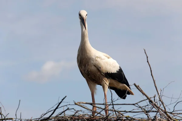 Stork Nest Lithuania East Europe — Stock Photo, Image